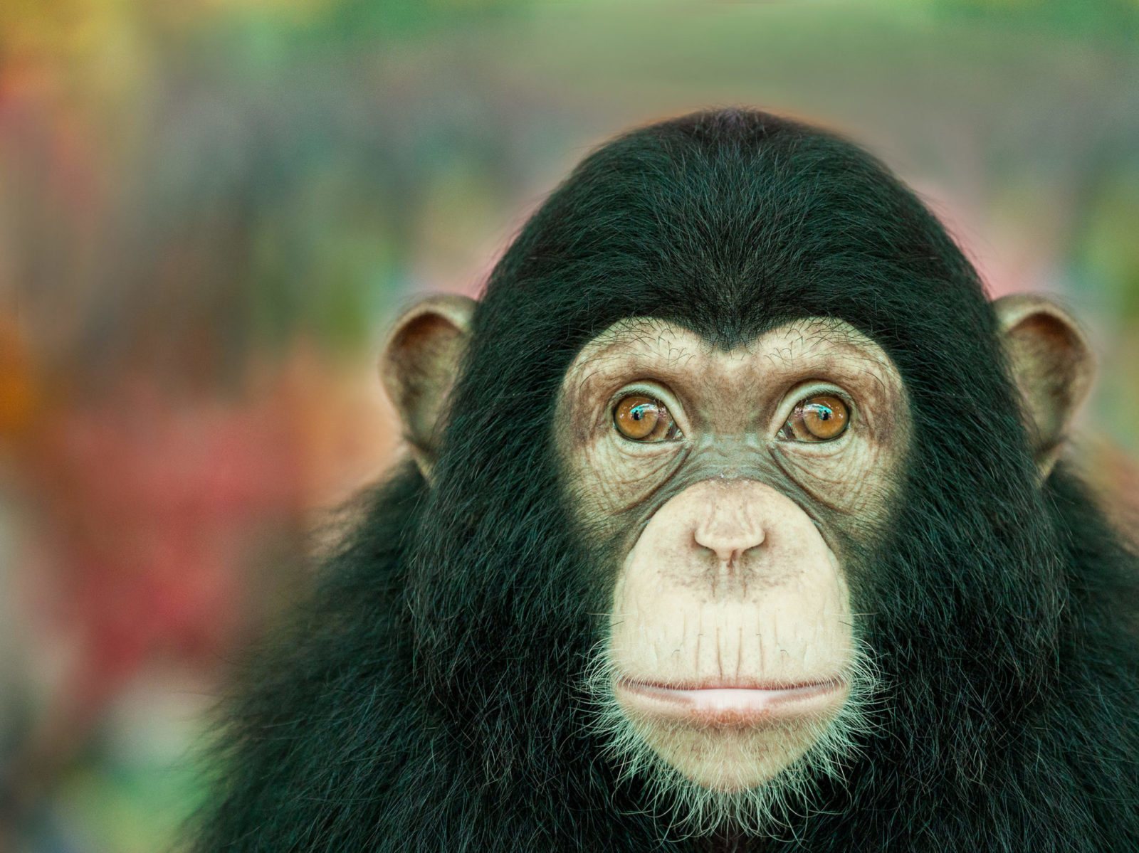 Why CEOs Are Better Than Chimpanzees