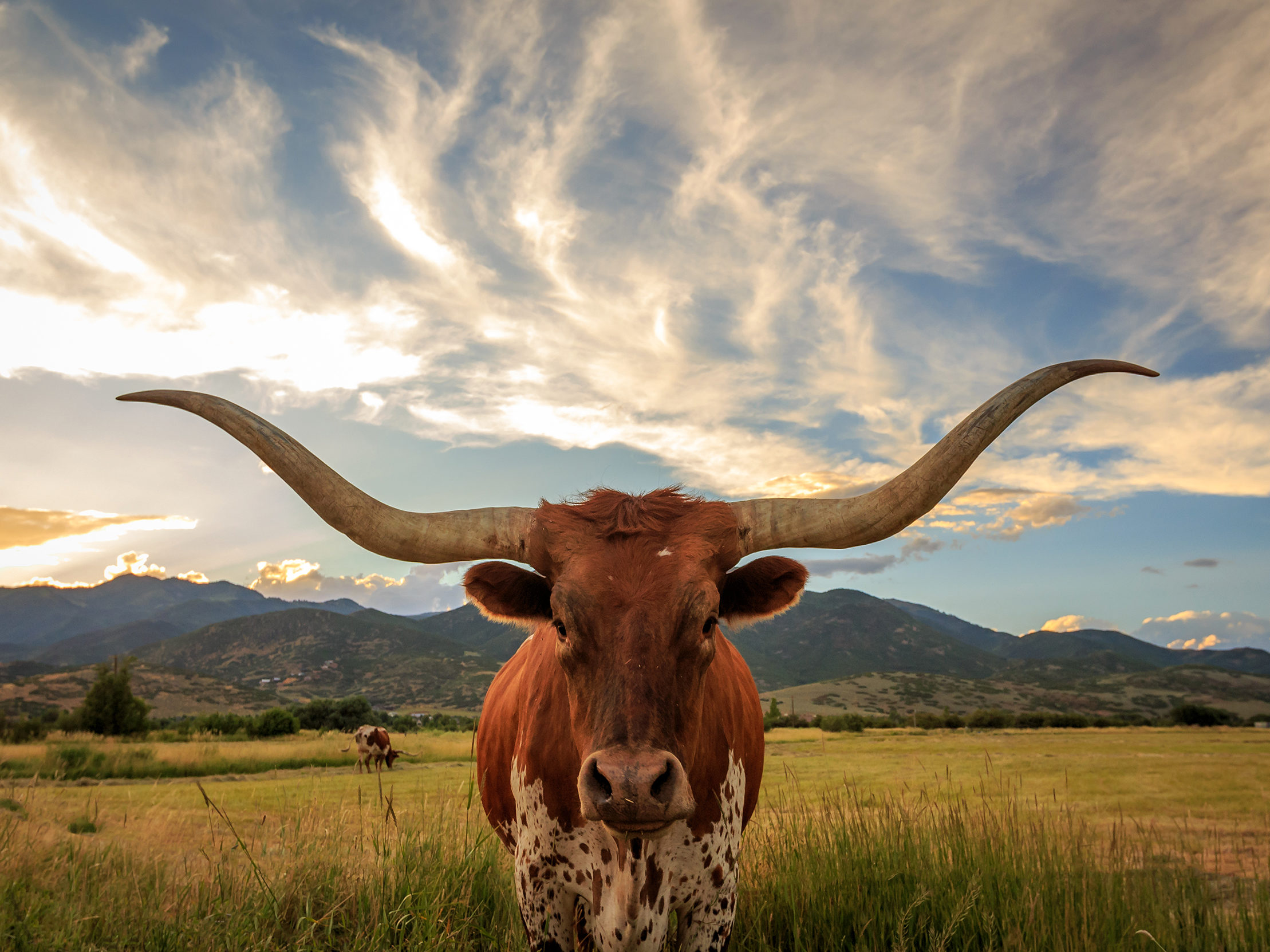 How to Castrate a Bull