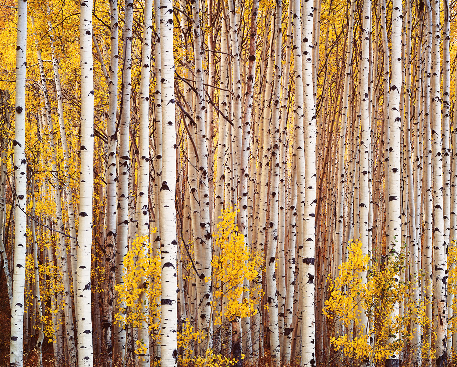 Like an Aspen Grove, Successful Teams Establish Strong Roots